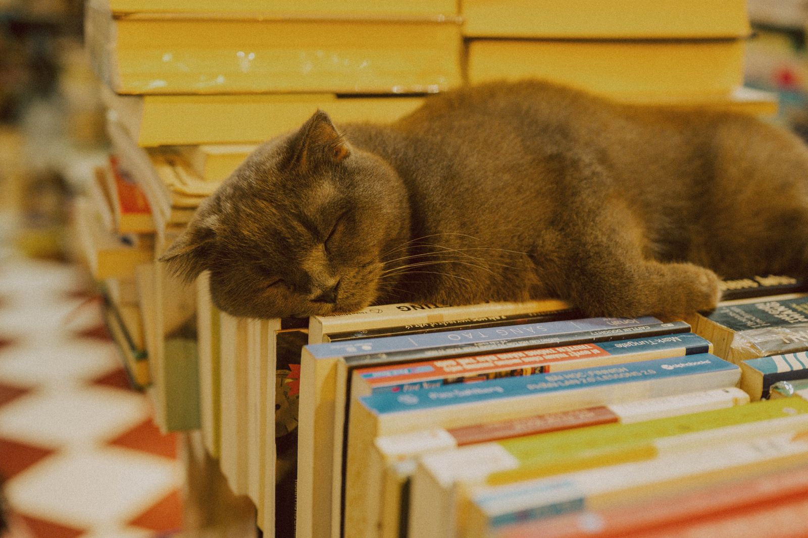 A tabby cat asleep on a pile of paperbacks